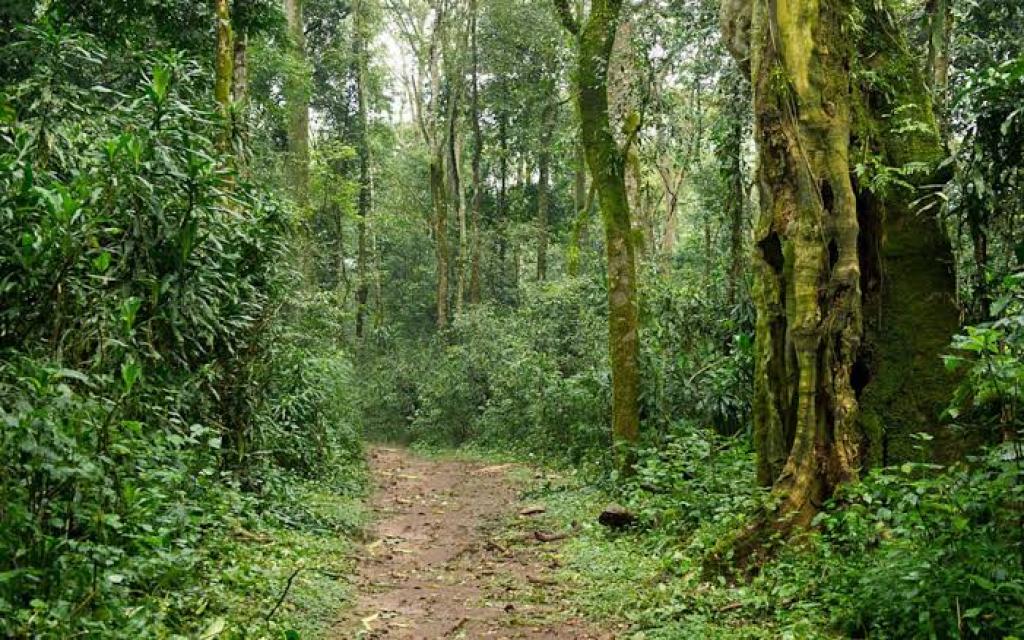 Kenya’s Only Rainforest at the Heart of a Climate Reckoning on World Rainforest Day
