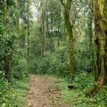Kenya’s Only Rainforest at the Heart of a Climate Reckoning on World Rainforest Day