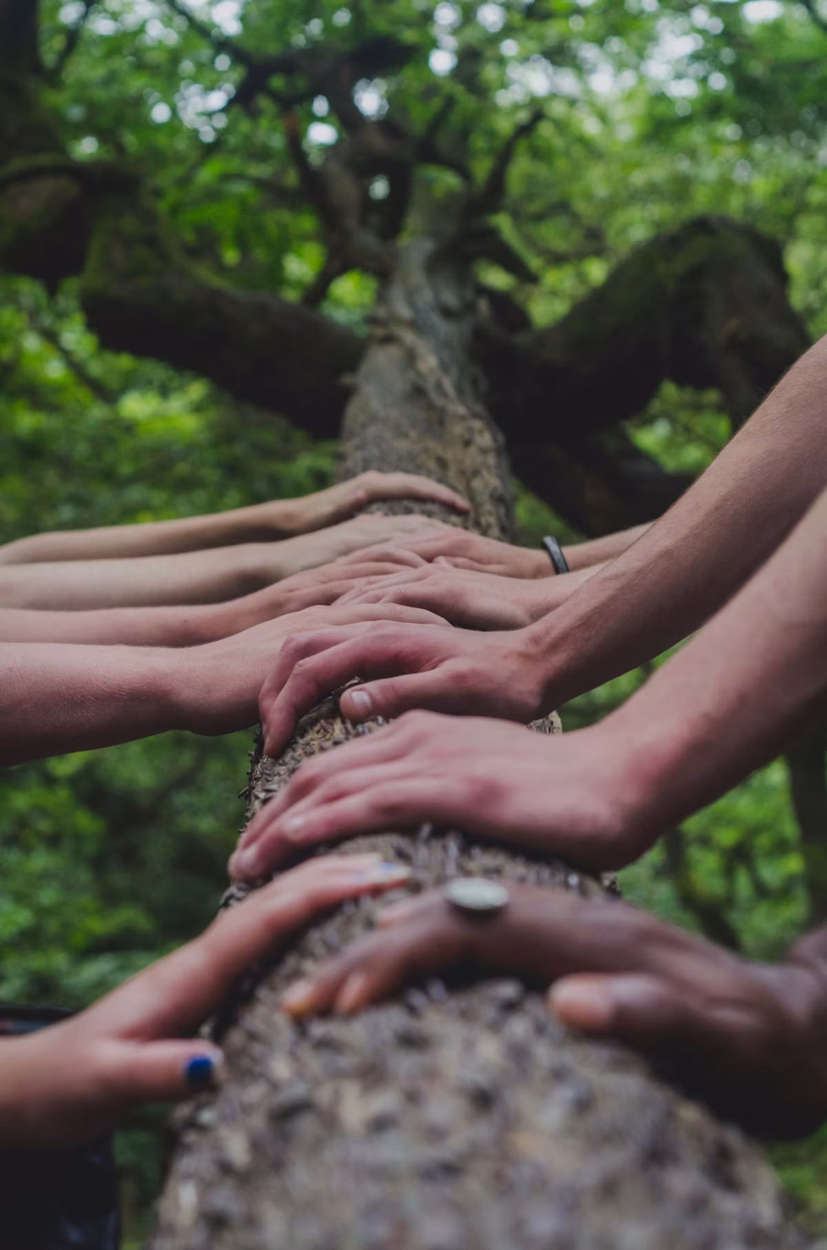trees